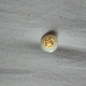 articleImage5445834